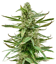 Купить семена конопли сорта Runtz Auto fem от Barney's Farm Runtz Auto fem (Barney's Farm)