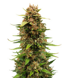 Купить семена конопли сорта Sour Jealousy Auto fem (FastBuds) Sour Jealousy Auto fem (FastBuds)