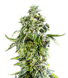 Купить семена конопли сорта DDoS #33 fem от Herbies Seeds DDoS #33 fem (Herbies Seeds)
