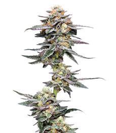 Купить сорт Vanilla Frosting от Humboldt Seed Company Vanilla Frosting fem (Humboldt Seed Company)