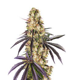 Купить семена конопли сорта Runtz Muffin от Barney’s Farm Runtz Muffin fem (Barney's Farm)