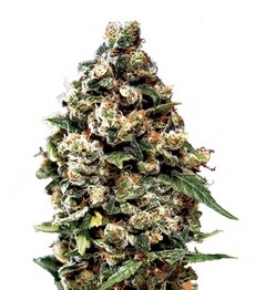 Купить семена конопли сорта Jack Herer Auto fem (Green House Seeds) Jack Herer Auto fem (GHS)