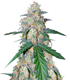 Купить семена конопли сорта G14 auto fem (FastBuds) G14 Auto fem (FastBuds)