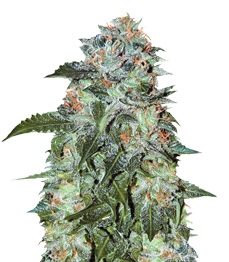 Купить семена конопли сорта Flash Babylon Auto fem от Samsara Seeds Flash Babylon Auto fem (Samsara Seeds)