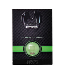 Купить семена конопли сорта Monster Gelato от Monster Genetics Monster Gelato fem (Monster Genetics)