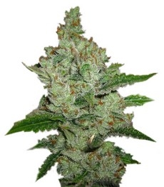 Купить сорт Super Lemon Haze fem (Green House Seeds) Super Lemon Haze fem (GHS)