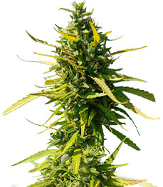 Купить семена конопли сорта Lemon Cake Auto fem от High Speed Buds Lemon Cake Auto fem (High Speed Buds)