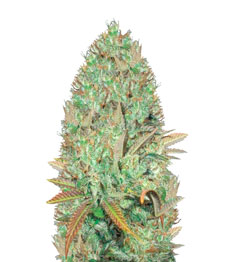 Купить семена конопли сорта Seemango fem (Somango) от Victory Seeds Seemango (Somango) fem (Victory Seeds)