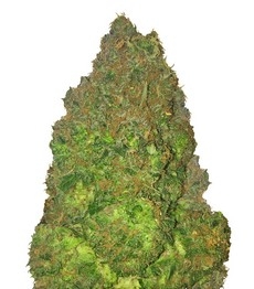Купить семена конопли сорта Fruit Punch Auto fem (Heavyweight Seeds) Fruit Punch Auto fem (Heavyweight Seeds)