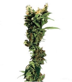 Купить семена конопли сорта Arjan's Strawberry Haze fem от Green House Seeds Arjan's Strawberry Haze fem (GHS)