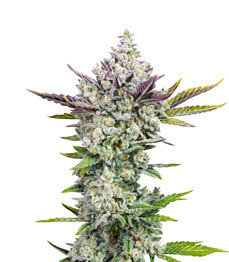 Купить семена конопли сорта Gorilla Cookies Auto fem от FastBuds Seeds Gorilla Cookies Auto fem (FastBuds)