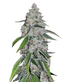 Купить семена конопли сорта West Coast O.G. Auto fem (FastBuds) West Coast O.G. Auto fem (FastBuds)