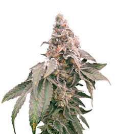 Купить семена конопли сорта Mimosa Shot fem от Herbies Seeds Mimosa Shot fem (Herbies Seeds)