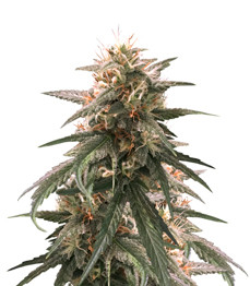 Купить семена конопли сорта Strawberry Amnesia fem от Herbies Seeds Strawberry Amnesia fem (Herbies Seeds)