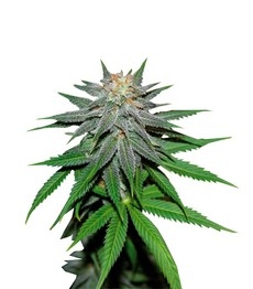 Pineapple Express Auto fem (Barney's Farm)