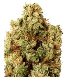 Купить семена конопли сорта Green Ninja fem от Heavyweight Seeds Green Ninja fem (Heavyweight Seeds)