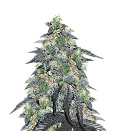 Купить сорт Golosa fem от Delicious Seeds Golosa fem (Delicious Seeds)