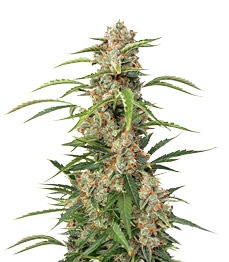 Купить сорт Auto Orange Bud fem от Dutch Passion Auto Orange Bud fem (Dutch Passion)