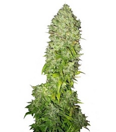 Купить семена конопли сорта Big Bang fem (Green House Seeds) Big Bang fem (GHS)