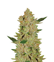 Купить семена конопли сорта Blue Gelato 41 от Barney's Farm Blue Gelato 41 fem (Barney's Farm)