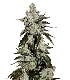 Купить семена конопли сорта Cookies auto от FastBuds Cookies Auto (Girl Scout Cookies auto) fem (FastBuds)