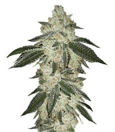 Купить семена конопли сорта Green Crack Auto fem (FastBuds) Green Crack Auto fem (FastBuds)