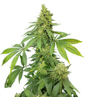 Купить сорт Blueberry Hill fem от Herbies Seeds Blueberry Hill fem (Herbies Seeds)