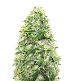 Купить семена конопли сорта Doctor’s Choice #1 Auto fem Doctor’s Choice #1 Auto fem (Doctor’s Choice)