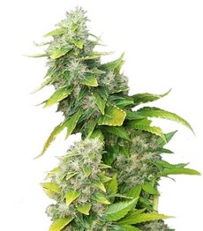 Купить семена конопли сорта White Rhino fem (Nirvana Seeds) White Rhino fem (Nirvana Seeds)