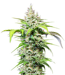 Купить семена конопли сорта DC Cure 1:1 Auto CBD fem от Doctor’s Choice DC Cure 1:1 Auto CBD fem (Doctor's Choice)