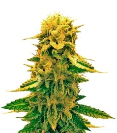 Купить семена конопли сорта Sugar Black Rose Auto fem от Delicious Seeds Sugar Black Rose Auto fem (Delicious Seeds)