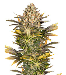 Купить сорт Banana Punch fem (Barney's Farm) Banana Punch fem (Barney's Farm)