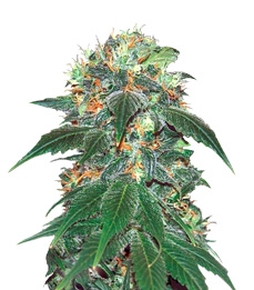 Купить семена конопли сорта Punky Lion fem от Samsara Seeds Punky Lion fem (Samsara Seeds)