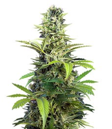 Купить семена конопли сорта Chem Beyond Diesel CBD fem от Sweet Seeds Chem Beyond Diesel CBD fem (Sweet Seeds)