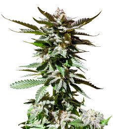 Купить сорт Girl Scout Cookies fem Girl Scout Cookies fem (Blimburn Seeds)
