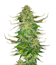 Купить семена конопли сорта WiFi Kush fem от AlphaFem Seeds WiFi Kush fem (AlphaFem Seeds)