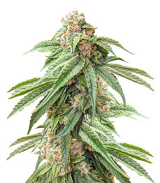 Купить семена конопли сорта Delicious Cookies fem от Delicious Seeds Delicious Cookies fem (Delicious Seeds)