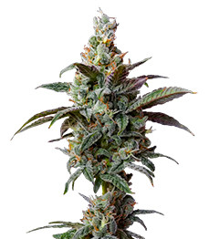 Купить семена конопли сорта Blueberry Muffin fem (Humboldt Seed Company) Blueberry Muffin fem (Humboldt Seed Company)