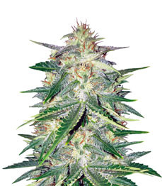 Купить сорт Lemon AK Auto fem от FastBuds Lemon AK Auto fem (FastBuds)