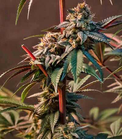 Сорт Lemon Cherry Runtz fem (FastBuds)