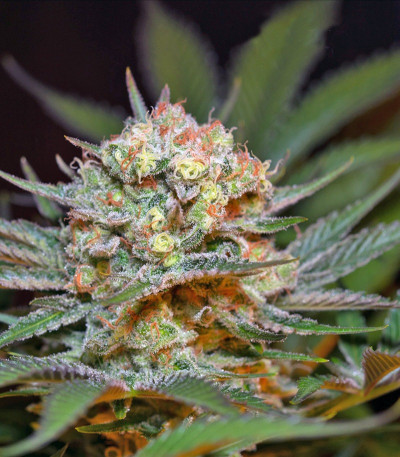 Сорт Jack 47 F1 Fast Version fem (Sweet Seeds)