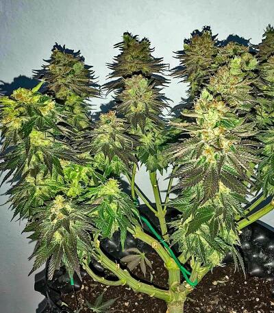 Сорт Banana Hammock RBX fem (Ethos Genetics)