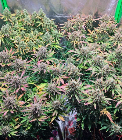 Сорт Jack 47 Auto fem (Sweet Seeds)