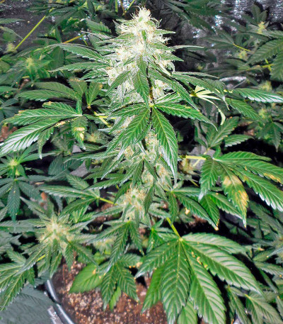 Сорт Autoflowering White Russian #1 fem (Serious Seeds)