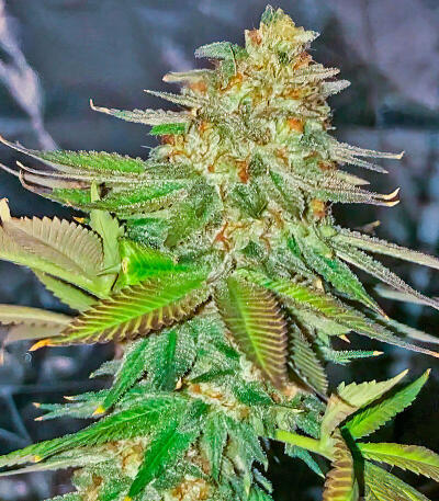 Сорт Gorilla 4 Autoflower fem (Easy Grow Seeds)