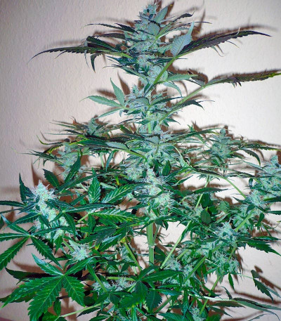 Сорт Pandora auto fem (Paradise Seeds)