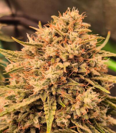 Сорт 10TH Planet R1 fem (Ethos Genetics)