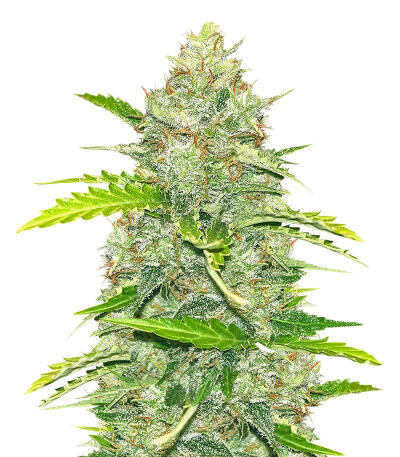 Семена сорта Blue Dream Autoflower fem (Seedkeepers)