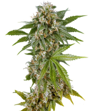 Сорт Kush-N-Cheese fem
