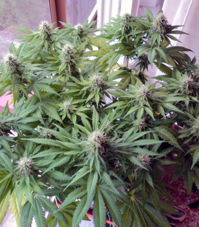 Сорт марихуаны Cream Caramel fem (Sweet Seeds)